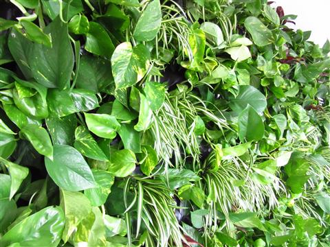 Grădină verticală cu plante naturale – Iancu Nicolae, foto 4 din 26